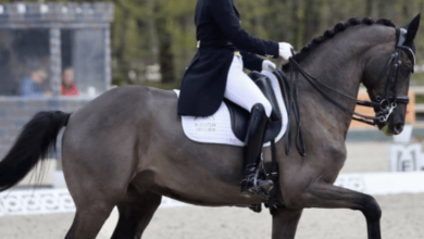 How can riders develop the precision and grace required for dressage?