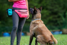 What to Expect from a Professional Canine Trainer Course