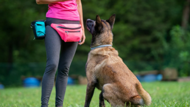 What to Expect from a Professional Canine Trainer Course