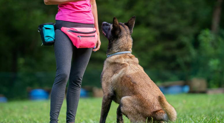 What to Expect from a Professional Canine Trainer Course