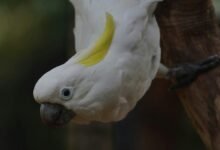 enterprise intelligence performance register