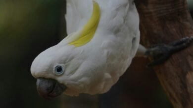 enterprise intelligence performance register