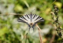 using spydialer for free