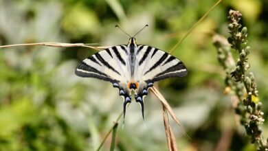 using spydialer for free