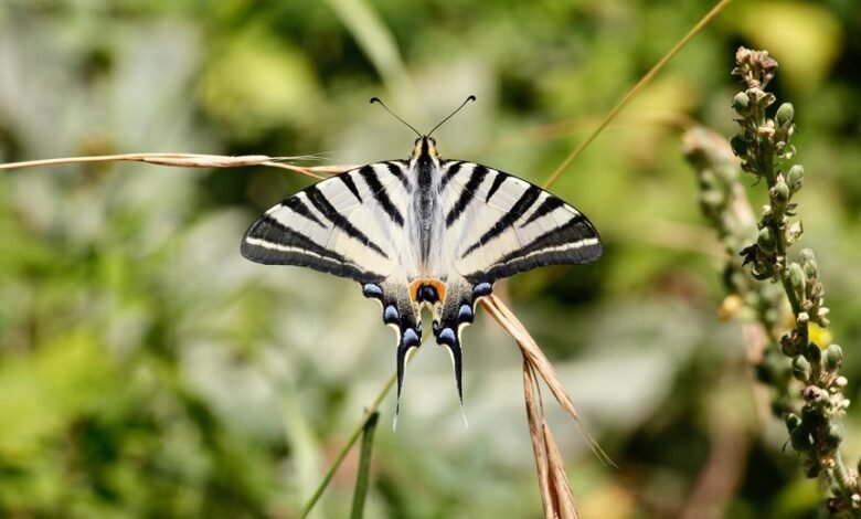 using spydialer for free