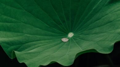 retention engagement growth signal