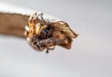 digital growth initiative launch