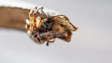 digital growth initiative launch