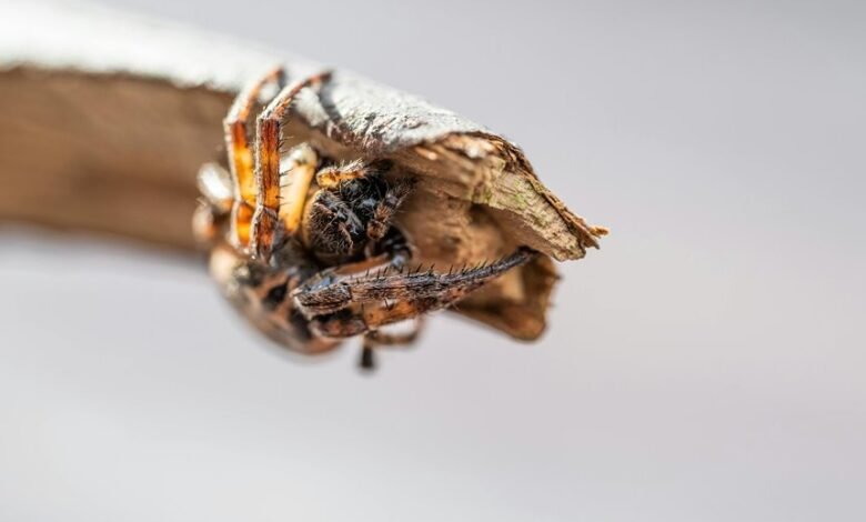 digital growth initiative launch