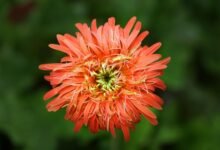 zenith flow conversion growth